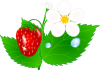 Strawberry Flower Jh Clip Art